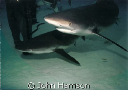 Unexo Shark dive. used NikonosV with 20mm lens and 105 st... by John Harrison 
